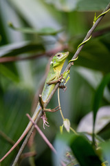 Bronchocela cristatella