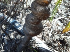 Leucadendron xanthoconus