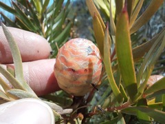 Leucadendron xanthoconus