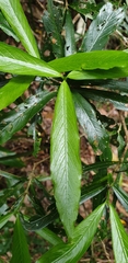 Atractocarpus chartaceus