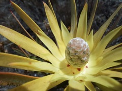 Leucadendron xanthoconus