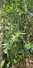 Atractocarpus chartaceus