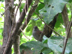 Prunella modularis occidentalis