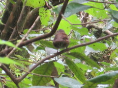 Prunella modularis occidentalis