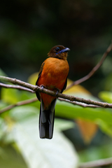 Harpactes duvaucelii