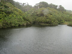Larus dominicanus dominicanus