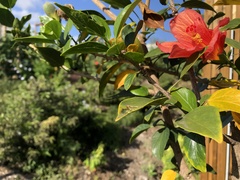 Hibiscus boryanus