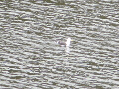 Larus dominicanus dominicanus