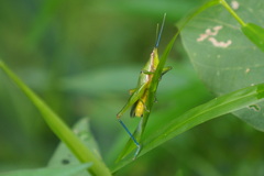 Atractomorpha sinensis