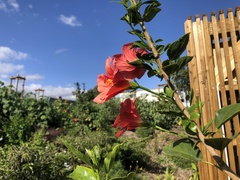 Hibiscus boryanus