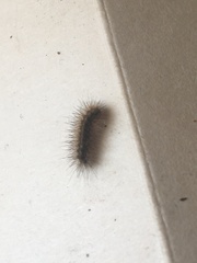 Spilosoma lubricipeda