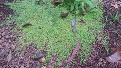 Callitriche muelleri