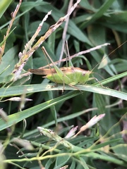 Conocephalus maculatus
