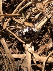 Protaetia aurichalcea