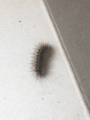 Spilosoma lubricipeda