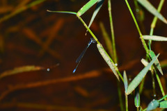 Aciagrion approximans
