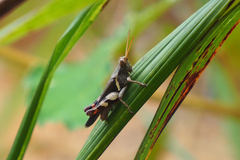 Xenocatantops brachycerus