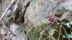 Peperomia leptostachya