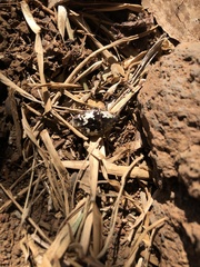 Protaetia aurichalcea