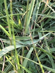 Atractomorpha sinensis