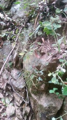 Peperomia leptostachya