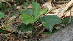 Amischotolype hispida