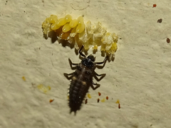 Olla v-nigrum