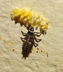 Olla v-nigrum