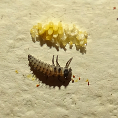 Olla v-nigrum