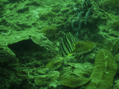Chaetodon octofasciatus