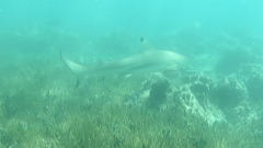 Carcharhinus melanopterus