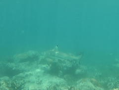 Carcharhinus melanopterus