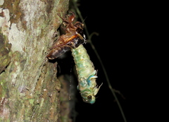 Cicadidae