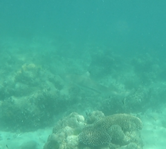 Carcharhinus melanopterus