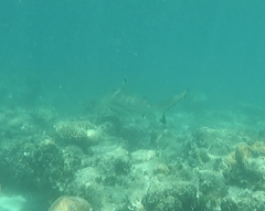 Carcharhinus melanopterus