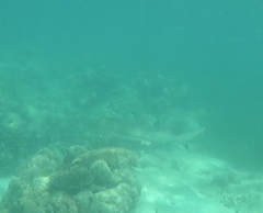 Carcharhinus melanopterus