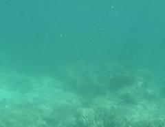 Carcharhinus melanopterus