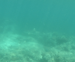 Carcharhinus melanopterus