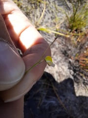 Utricularia bisquamata