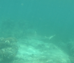 Carcharhinus melanopterus