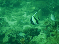 Zanclus cornutus