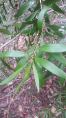 Persoonia amaliae