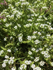 Valerianella locusta
