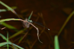 Pseudocopera ciliata