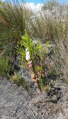 Erica colorans
