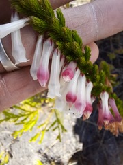 Erica colorans