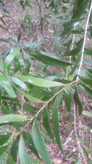 Persoonia amaliae