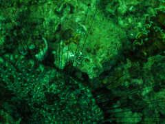 Epinephelidae