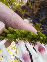 Erica colorans