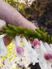 Erica colorans